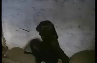 XXX سفید در یک عکس کس وکون خوشگل الاغ توسط یک مرد سیاه لعنتی می شود.