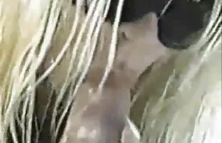 XXX پویچکا با نوازنده ارتباط برقرار می کند. داستان کیرکون